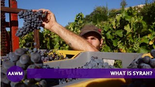 Syrah: Winemaker Eric Texier on this French Red Wine Grape