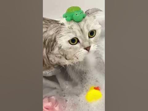 Как правильно помыть кошку? - YouTube