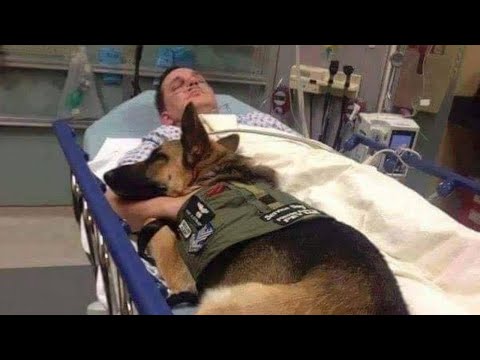Video: Il legame del veterano con l'amato cane da compagnia addestrato è 