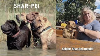 Sabine about her SharPei and SharPei breeding