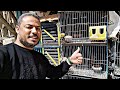 هو الحمام ده عاوز ايه Pigeon 