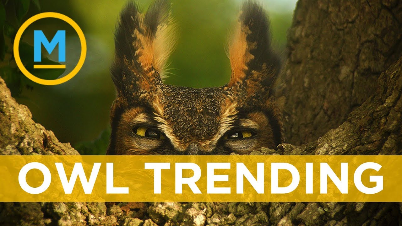 'Superb Owl' photos hilariously take over social media on Super Bowl Sunday | Your Morning - YouTube