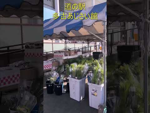 【千葉・多古町】道の駅多古あじさい館を散策してみた Exploring Tako Ajisai-kan Roadside Station in Chiba　short#1