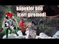 KÖPEKLER İLE ORMAN YOLUNDA BAŞIMIZA GELMEYEN KALMADI.mp4