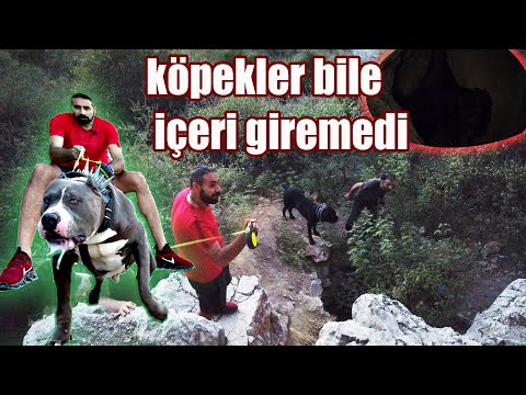 Video: Merle Paltolu Olabilecek 5 Köpek Irkları