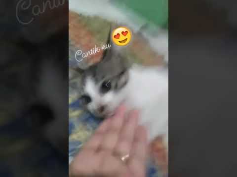 Kucing.satnga. maja