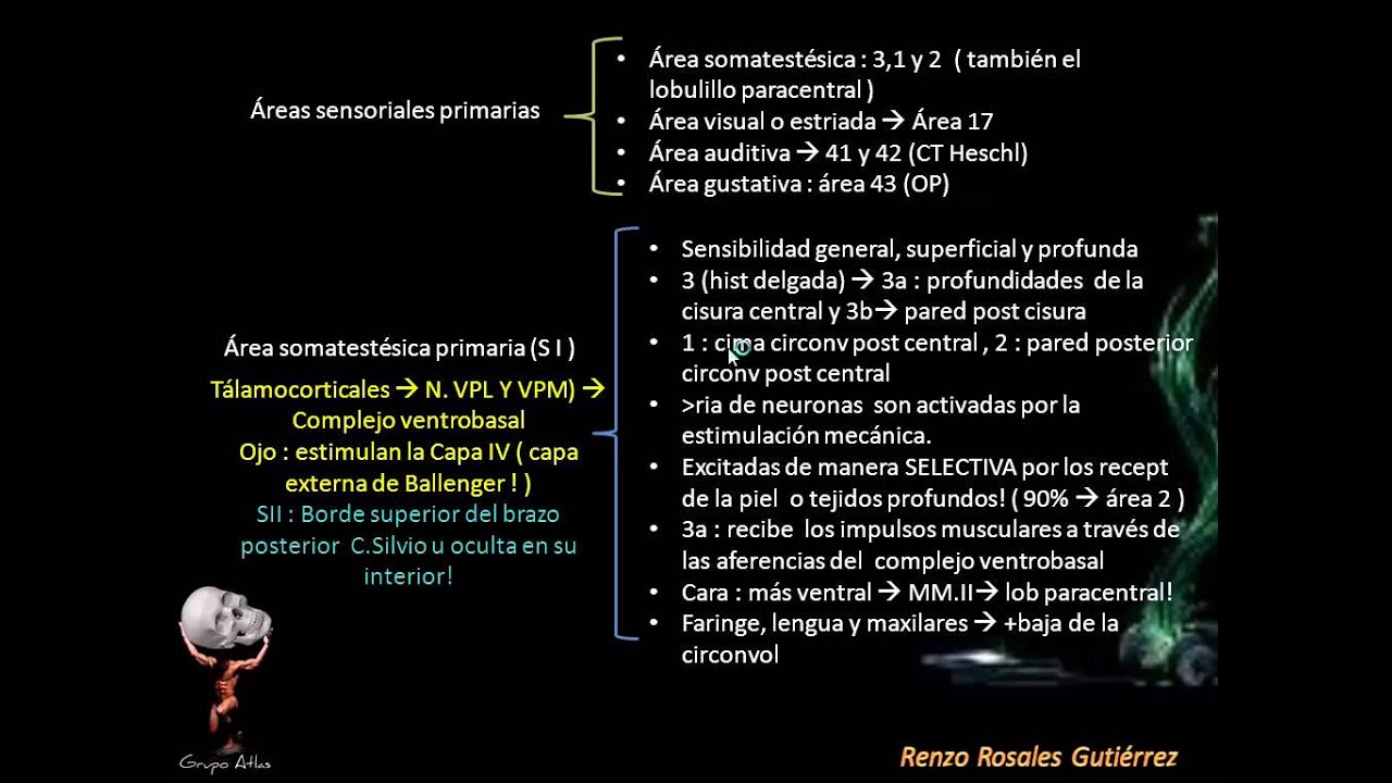 Neuroanatomia - Hemisferios cerebrales - Parte 3