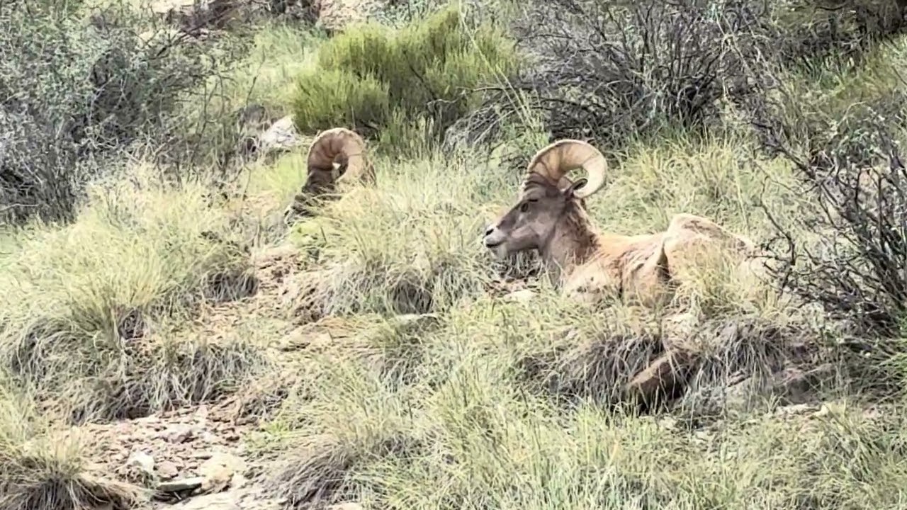 Big horn sheep - males watching over the others in the Colorado Monument National Park.