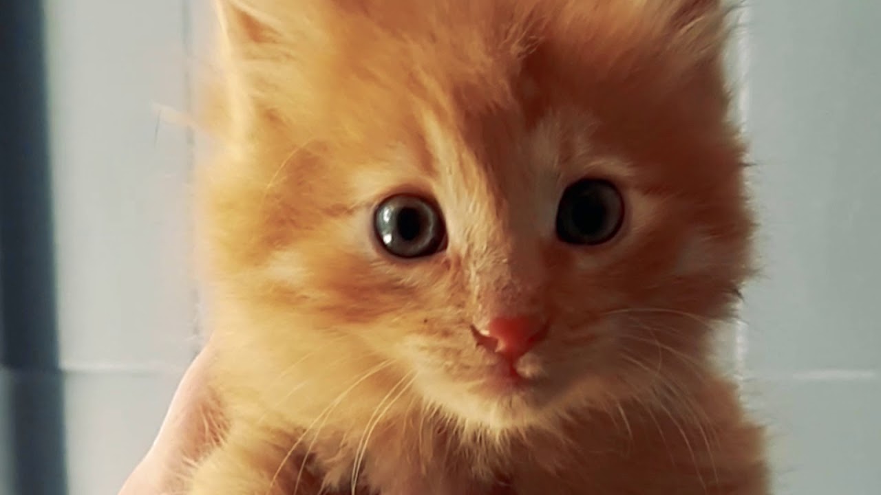Met cat. Рыжий котенок с голубыми глазами. Рыжик кот с голубыми глазами. Фото рыжих котят с голубыми глазами.