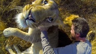 GoPro: Lion Hug(Shot 100% on the HD HERO3+® camera from   http://GoPro.com. The Lion Whisperer, aka Kevin Richardson, has a good morning greeting with his pride of furry ..., 2013-10-02T18:15:06.000Z)