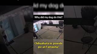 Un Chihuahua es poseído por una entidad paranormal #parati #viralvideo