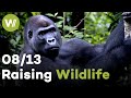Grey Duiker &amp; Silverback Gorilla | Raising Wildlife (8/13)