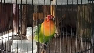 Lovebird betina gacor dobelan