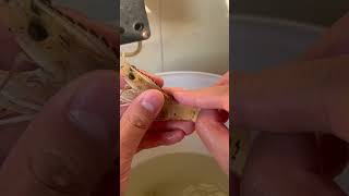 Live Bait? Stop Searching. The Universal Shrimp Hook. #fishing #LiveBaitFishing #ShrimpHook