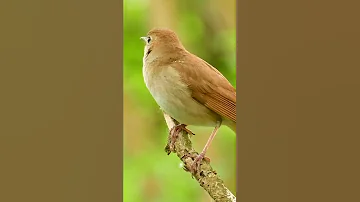 اقوى تغريد العندليب 