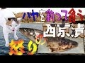 ハヤを釣って食う ニャゴラ怒りの西京漬 River-fishing Catch & Eat & Cat.  English subtitles