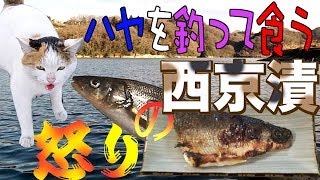 ハヤを釣って食う ニャゴラ怒りの西京漬 River-fishing Catch & Eat & Cat.  English subtitles