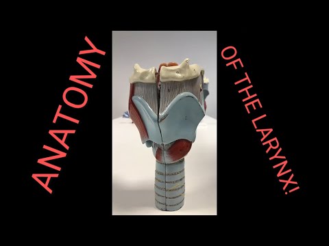 Visceral And Vascular Anatomy - Larynx structures