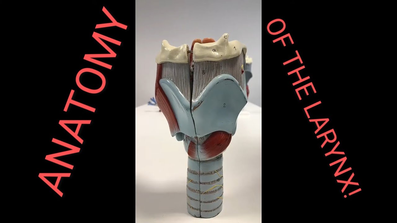 Ανατομία Σπλάχνων και Αγγείων - Δομές του Λάρυγγα 2020