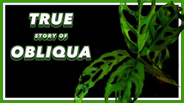 The DRAMA Filled Past of Monstera Obliqua | Pretty in Green Documentary