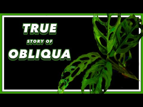 The DRAMA Filled Past of Monstera Obliqua | Pretty in Green Documentary