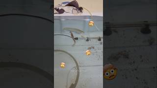 Monster Fish Pond - Feeding Raghu Ram Raja