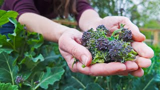 The EASIEST broccoli to grow by TRUE FOOD TV 5,531 views 2 weeks ago 4 minutes, 3 seconds