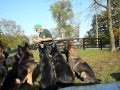 My Pack of German Shepherds Eating One At A Time From A Fork.