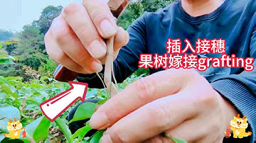 荔枝果樹雙舌嫁接技巧，1分鐘教你如何嫁接荔枝果樹，繁殖荔枝果樹Lychee fruit tree double-tongue grafting skills, how to graft lychee