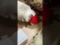 ダチョウ倶楽部もビックリ #shorts