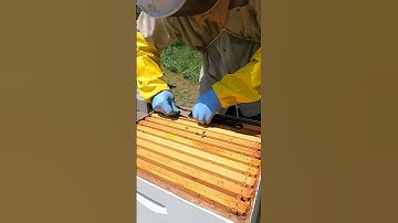 Hive Beetles Under Beetle Blaster Trap #shorts