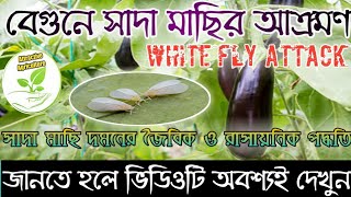 বেগুন গাছে সাদা মাছির আক্রমণ || সাদা মাছি দমনের জৈবিক ও রাসায়নিক পদ্ধতি | white fly attack ||