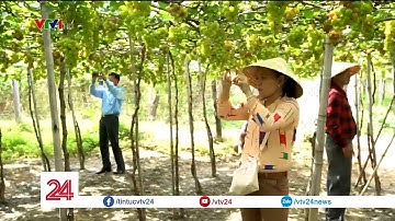 Ngôi làng "nhuộm màu" cho cát | VTV24