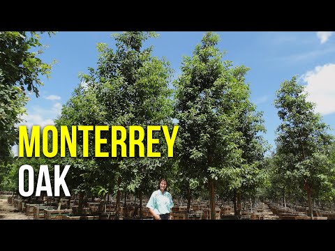 Video: Mexican Oak - Beautiful Water