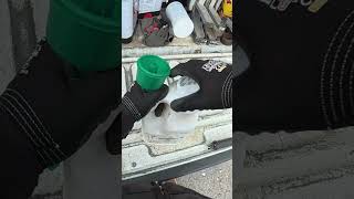 Carpenter Ant Nest Found (Toronto)