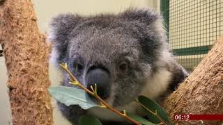 Five koala bears come 10,000 miles (UK/(Australia)) - BBC News - 12th October 2018