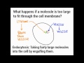 Cell Transport Mechanisms Quiz