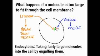 Active Transport: Endocytosis, Phagocytosis, and Exocytosis