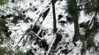 ヤマドリ這われる