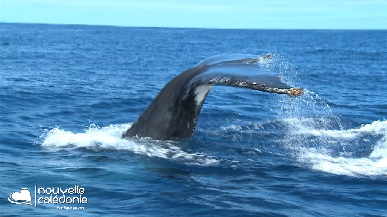 new caledonia cruise Whales watching in New Caledonia