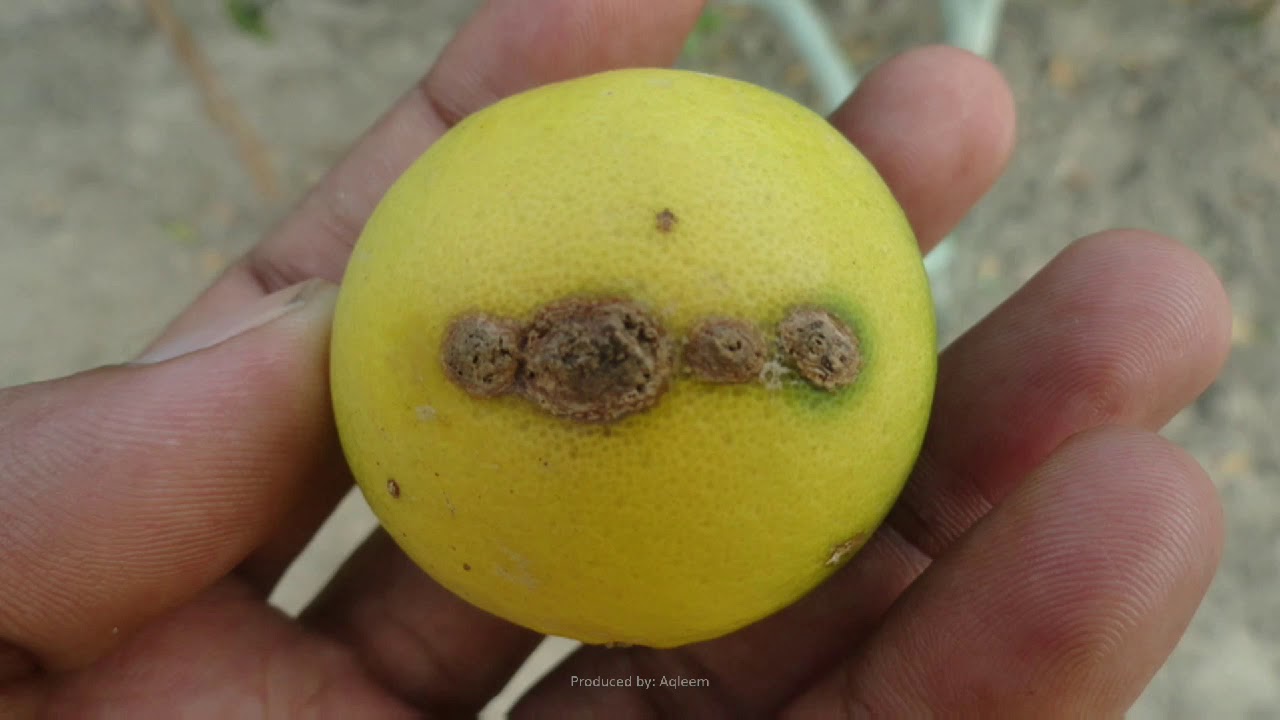 Lemon Tree Diseases And Pests Symptoms Management YouTube Lemon Tree Diseases And Pests Symptoms Management YouTube