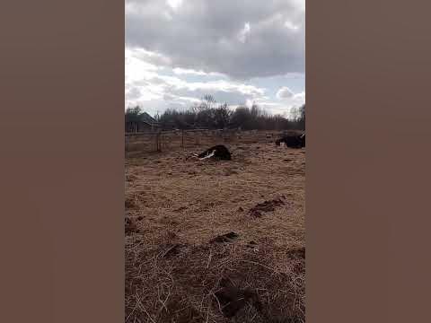 Как спят коровы. #animal #животные #cow #cowvideos #коровы #bull #бык ...