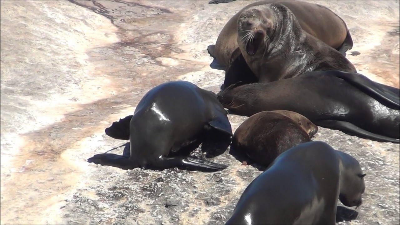 South Africa 2016 Cape Town Western South Cape Seals and Sea