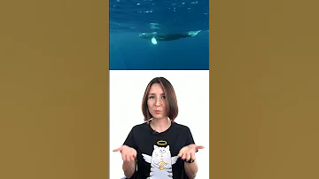 Как киты дышат под водой