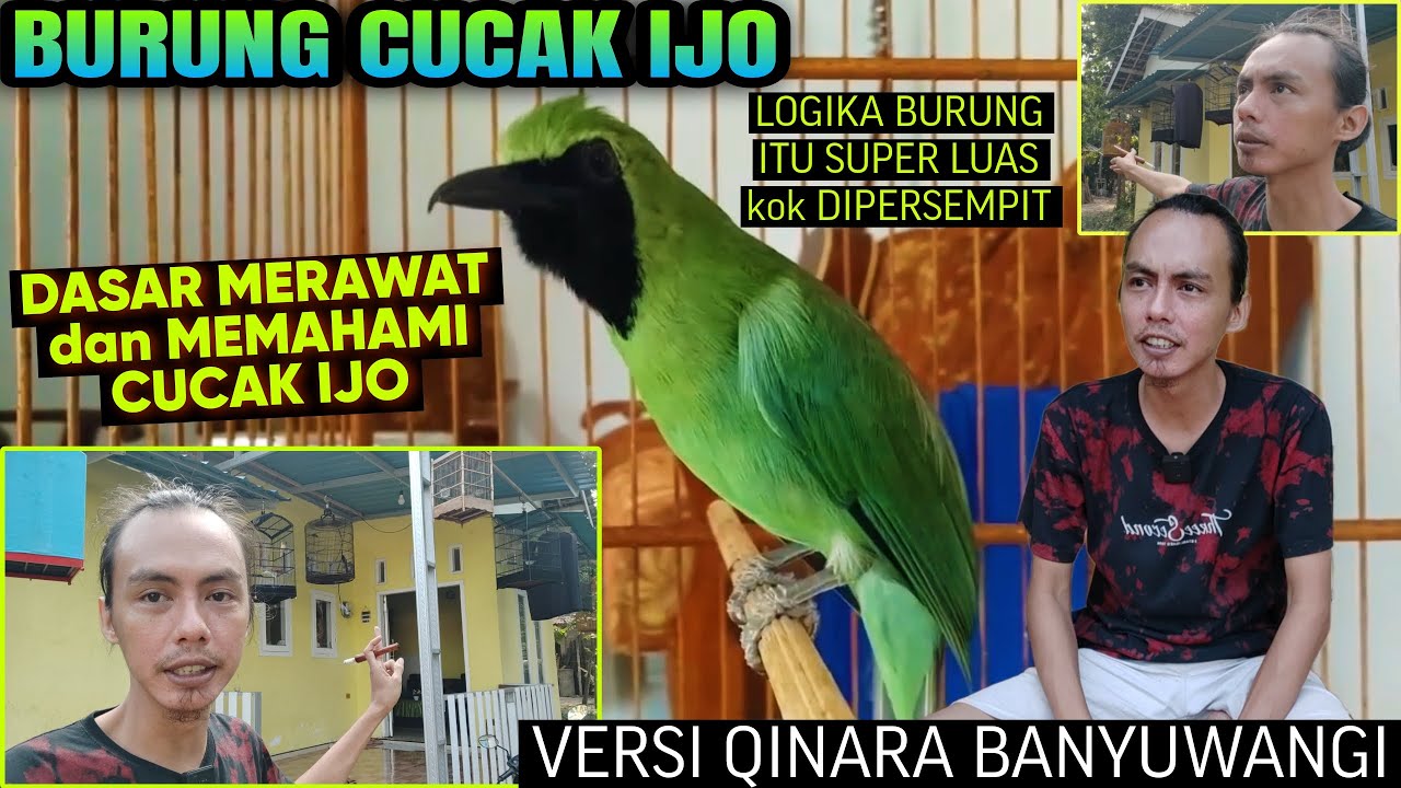 CUMA BEGINI SAJA KOK ‼️ CARA DASAR MERAWAT & MEMAHAMI BURUNG CUCAK IJO || Qinara Banyuwangi