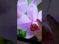 IMAC 2017 Core i5 Ram 16GB SSD 500GB, Màn 21inch 4K #thomaytinh #sualaptop #imac