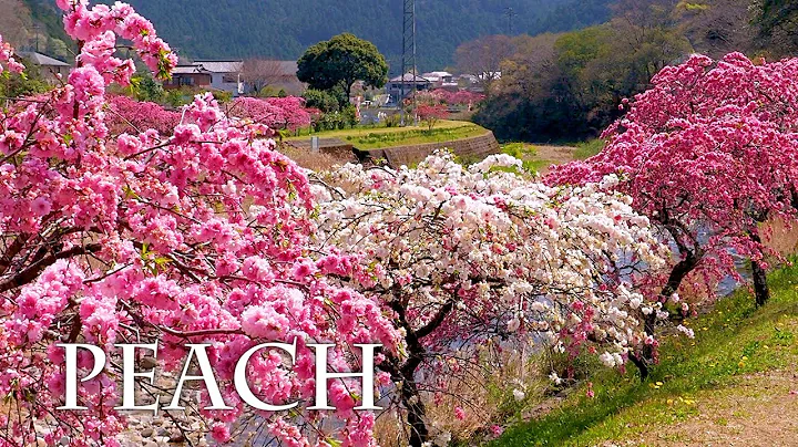 【PEACH blossoms】 Shiba-zakura,Weeping peach and Tulips on Early summer weather. - DayDayNews