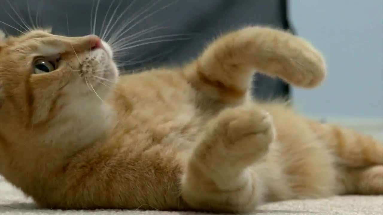 Cat survives 25 days trapped in moving container during 1,971-mile journey