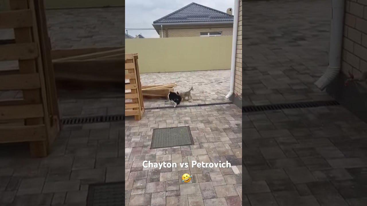 Наивный Чайтон 🤪 