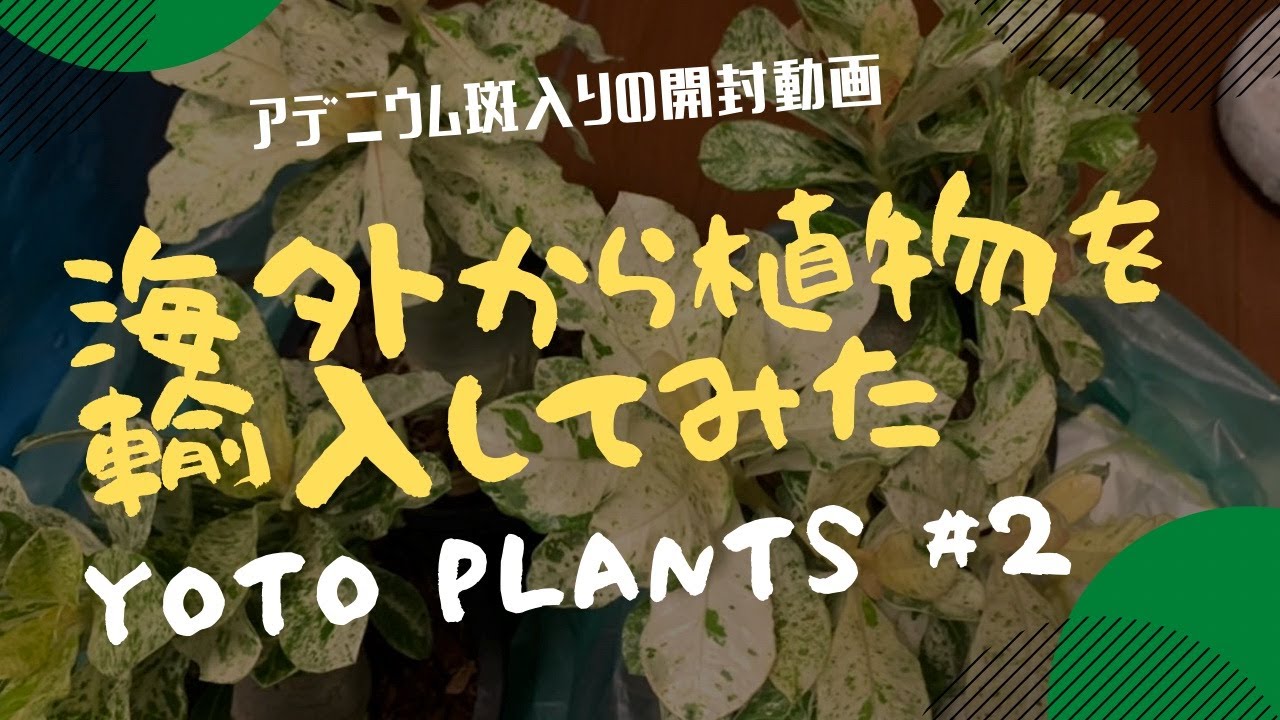 開封動画】海外から植物を輸入してみた 〜タイ編〜アデニウム斑入り 